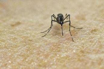Chikungunya, vaccino in Italia dal 30 ottobre