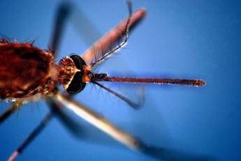 West Nile, donna di 82 anni morta a Fondi: era stata ricoverata per febbre e stato confusionale