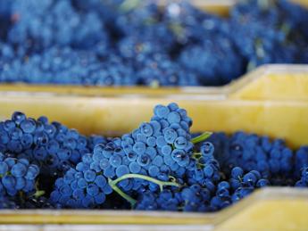 vino tutto pronto per levento dedicato al pinot nero 2
