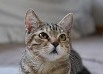 aviaria gatto contagiato in provincia di bologna 2