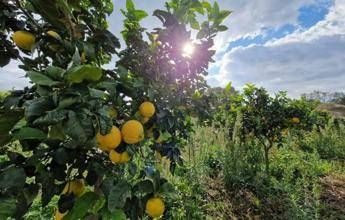 calabria federimprese europa e confed naz esercenti pro riconoscimento bergamotto dop 2