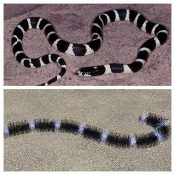 italgam disponibile anche online lo scovolo evo snake contro i piccioni 2