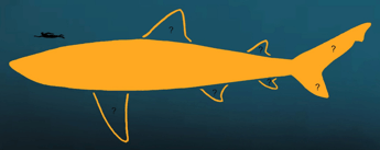 ricostruite le dimensioni e la forma del corpo del megalodon 2