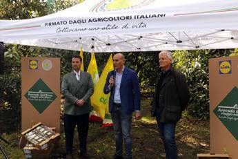lavocado siciliano conquista gli store lidl italia 2