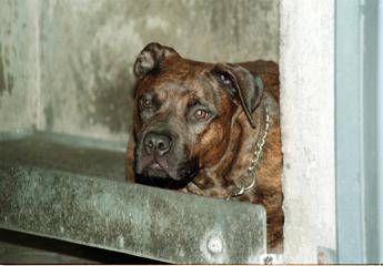 Salerno, bimbo di 13 mesi azzannato dal pitbull in casa