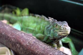 florida freddo record dagli alberi cadono iguane 2