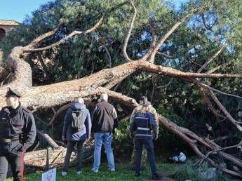 roma lagronomo pini dei fori imperiali crollati per anzianita piogge e danni a radici 2