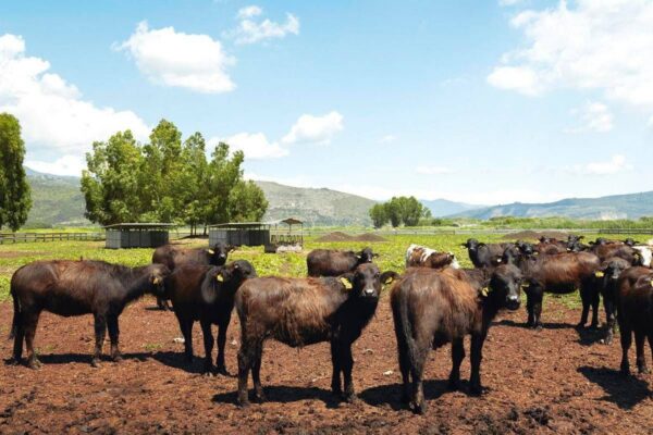 A Sorrento il World Buffalo Congress, dopo 20 anni torna in Italia