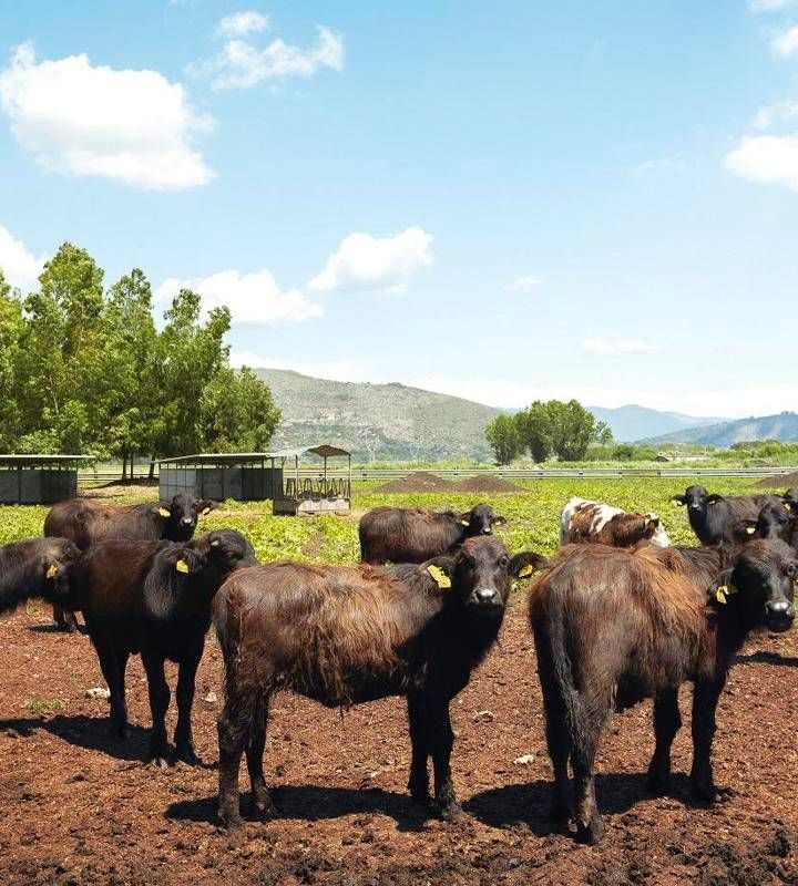 A Sorrento il World Buffalo Congress, dopo 20 anni torna in Italia