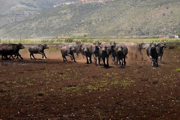 Al via il World buffalo congress, da tutto il mondo a Sorrento per studiare la bufala