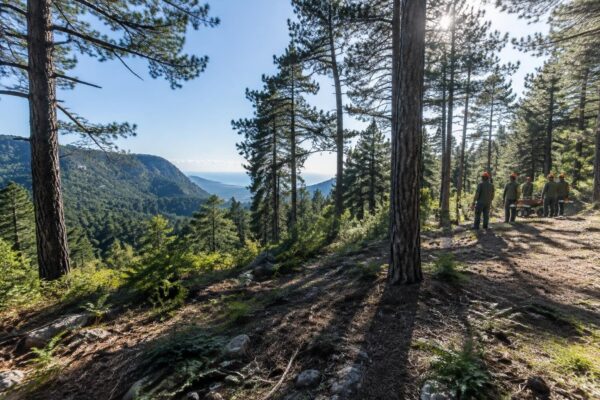 Assunzioni a tempo determinato per operatori forestali: guida completa