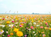 Immagine che rappresenta la campagna per la tutela ambientale