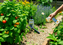 come proteggere le piante in modo naturale 1747726922