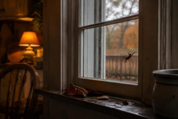 Come affrontare la presenza di ragni in casa durante l'autunno