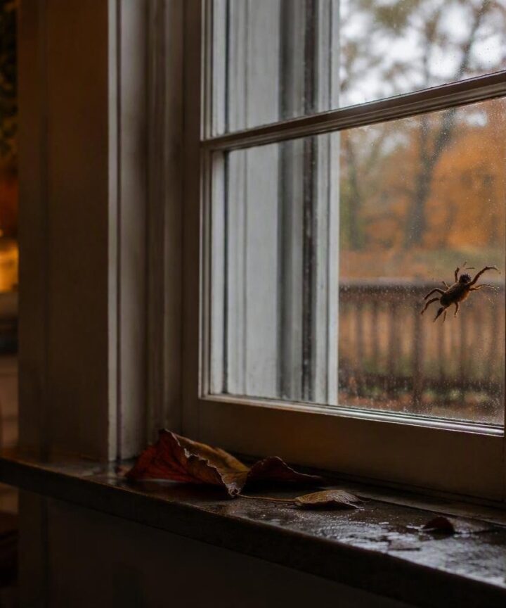 Come affrontare la presenza di ragni in casa durante l'autunno