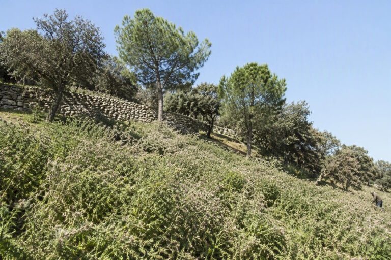 Nuoro: il Comitato Monte Ortobene Ultima Spiaggia lotta contro l’invasione dell’ailanto