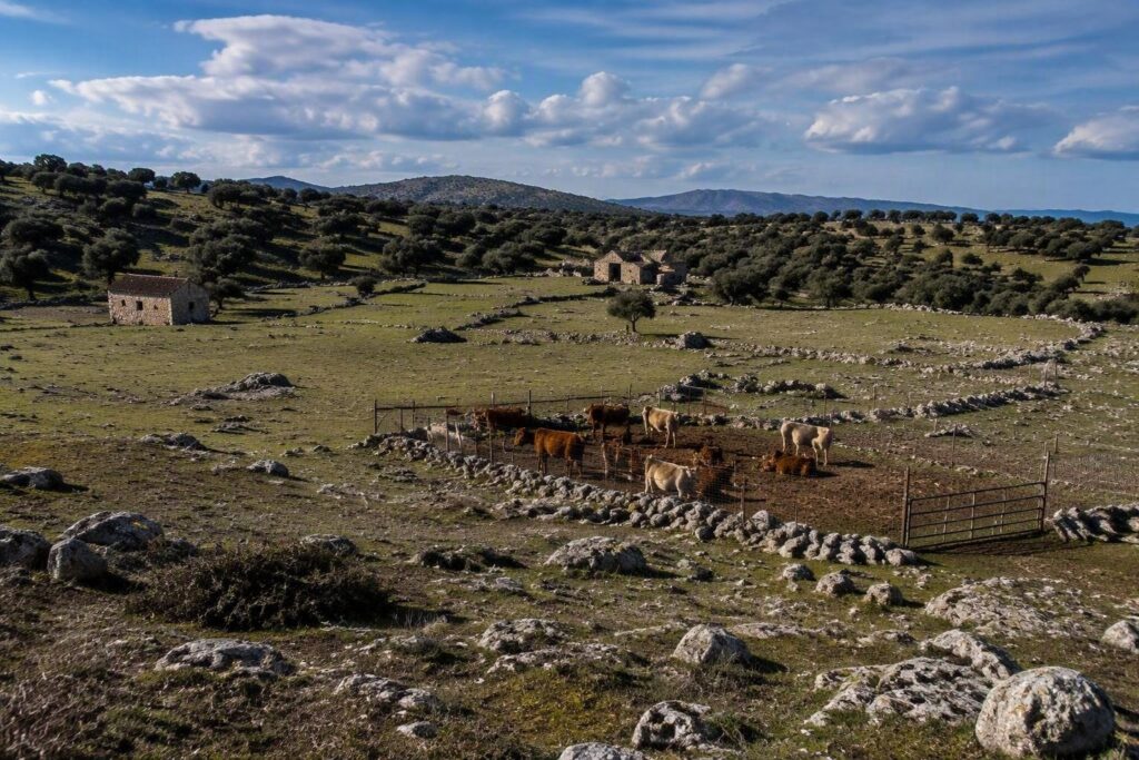 Sardegna, due focolai di dermatite bovina bloccano il settore zootecnico