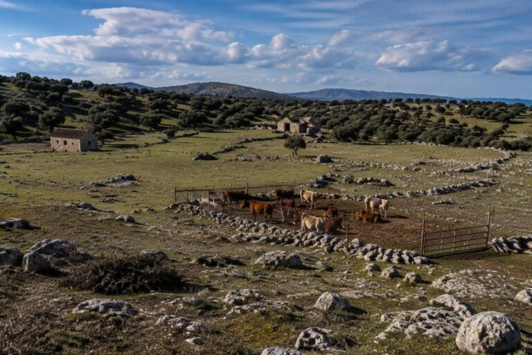Sardegna, due focolai di dermatite bovina bloccano il settore zootecnico