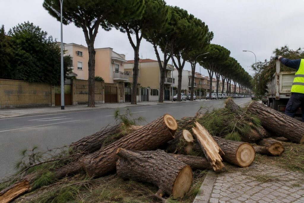 Rimozione di due pini pericolosi in via Paganini, Quartu Sant’Elena