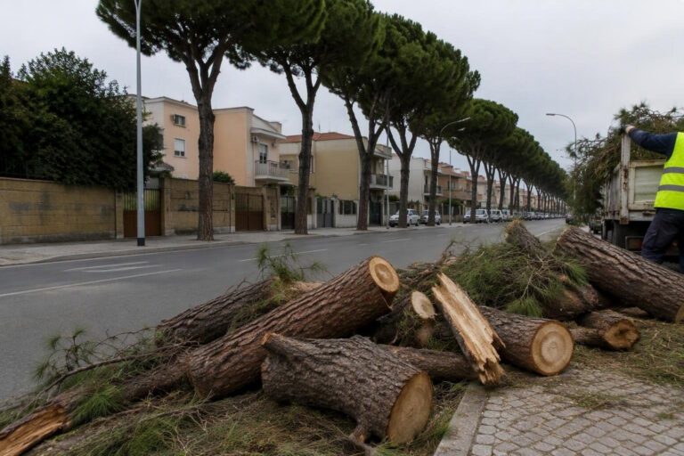 Rimozione di due pini pericolosi in via Paganini, Quartu Sant’Elena