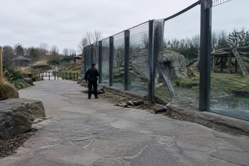 Fatalità allo zoo: uomo investito da una tigre a Doncaster
