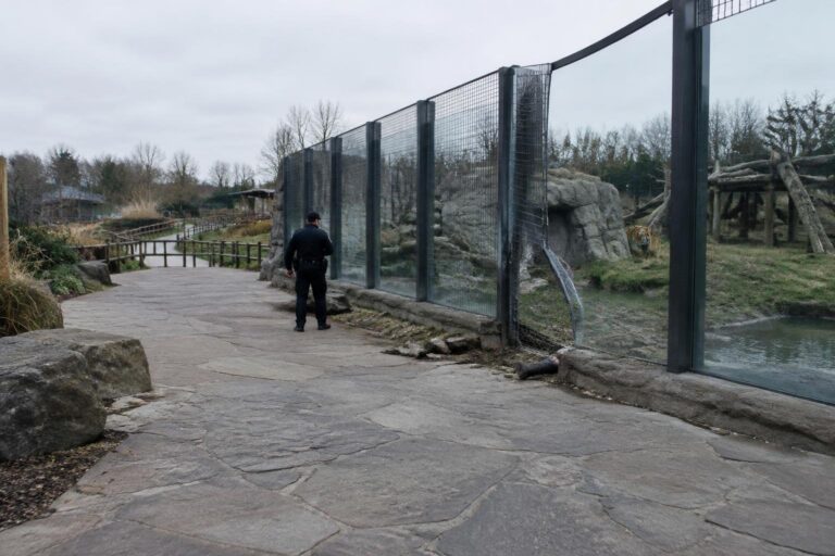 Fatalità allo zoo: uomo investito da una tigre a Doncaster