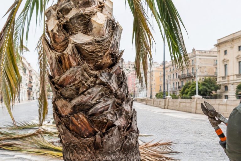 Palme colpite dal punteruolo rosso: due già ricrescono a Cagliari