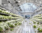 Cyclosporiasis Outbreak Update: Michigan Lifts Lettuce Consumption Advisory