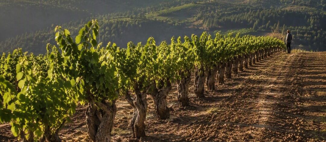 Unveiling the Secrets of Single-Clone Cabernet Sauvignon Production