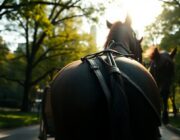 Incidente a Central Park: carrozza trainata da cavalli causa la morte di un turista