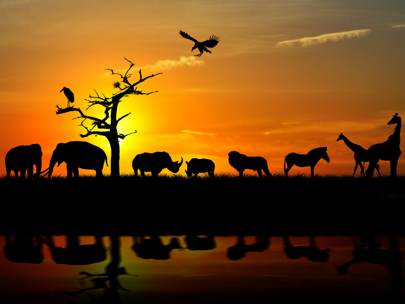 Agrizoofobia: cosa e come superarla