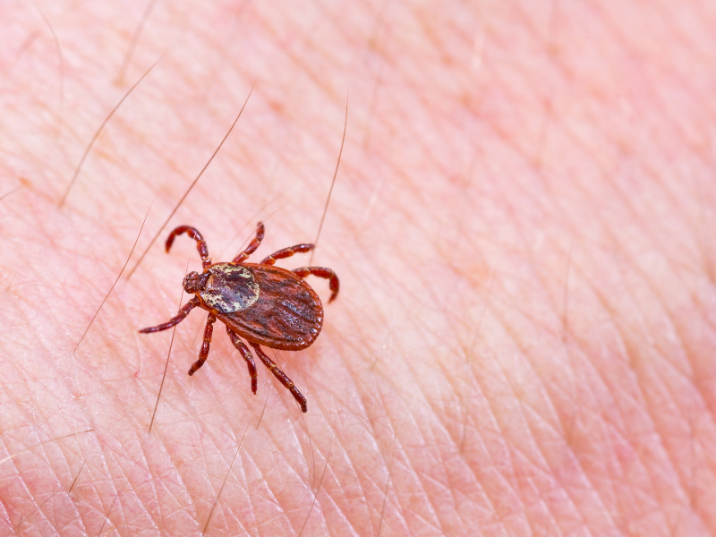 Come prevenire una puntura di zecca?