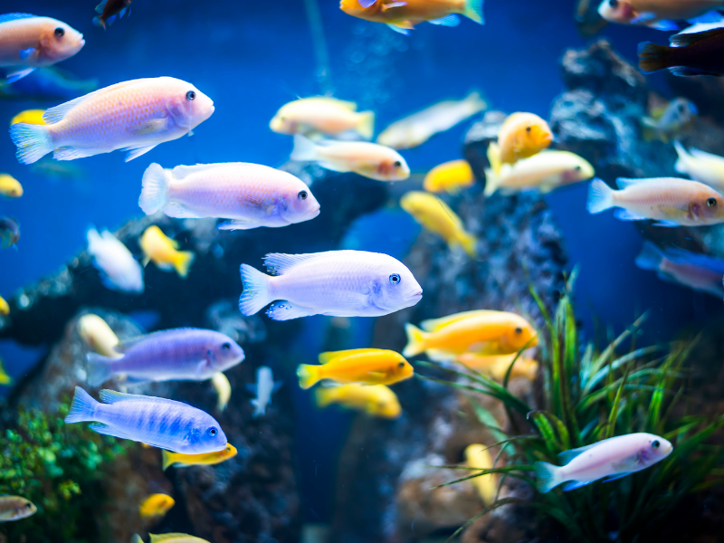 Ittiofobia: hai paura del pesce?