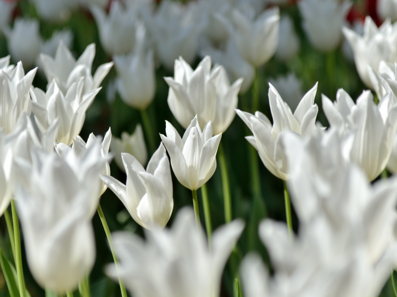 La paura del colore bianco esiste: questa è la leucofobia
