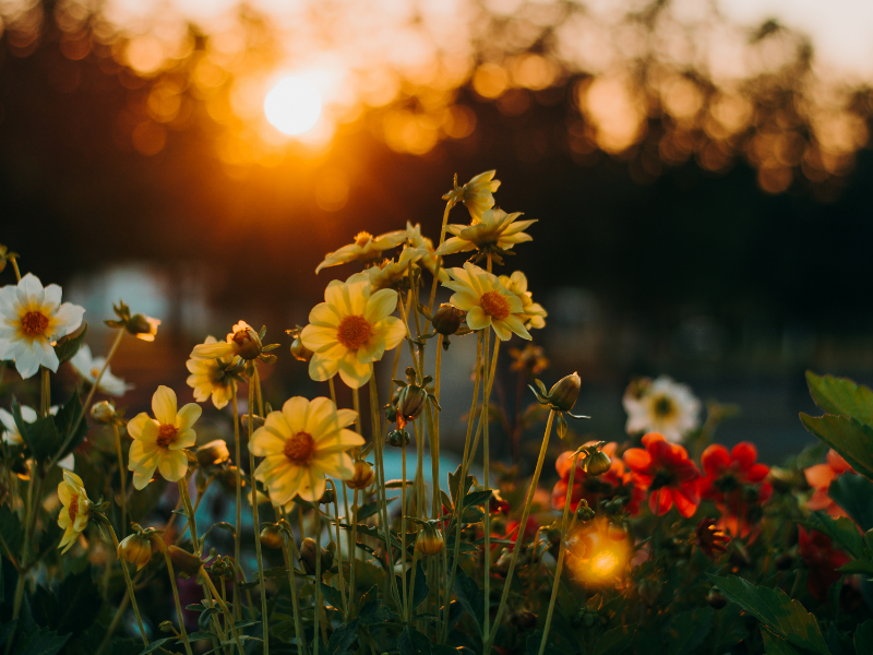 Significato del sognare fiori: l’espressione della gioia nei sogni