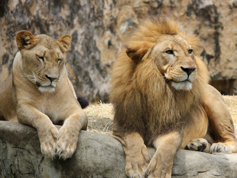 Significato dei sogni con i leoni: sogno di leadership
