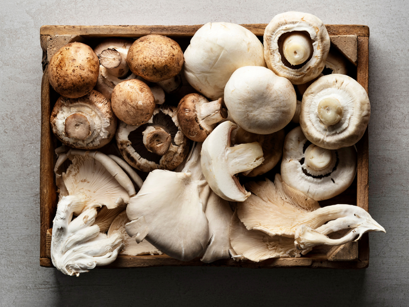 Micofobia o paura dei funghi: quando i funghi producono paura