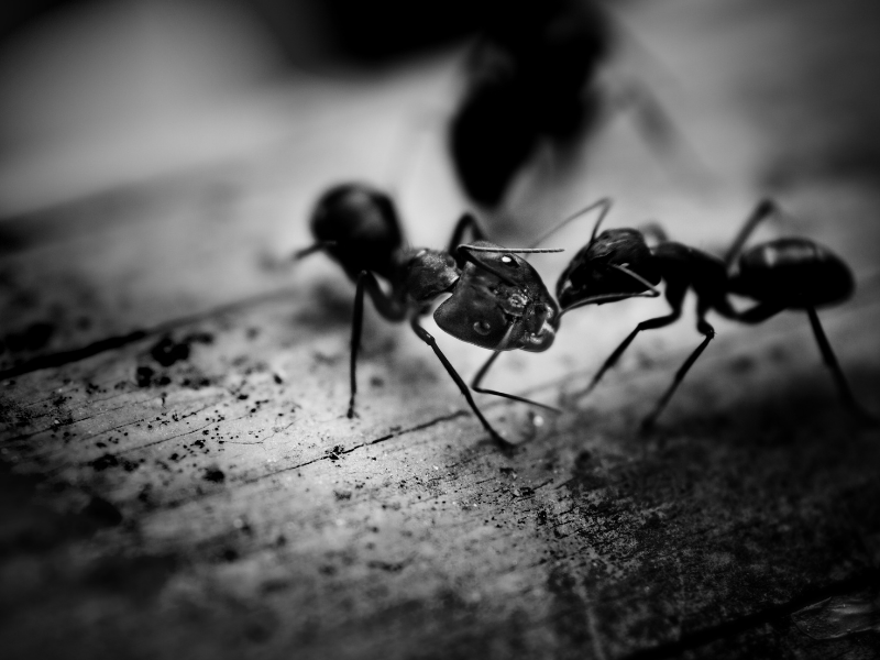 Mirmecofobia: cos’è e come affrontarla