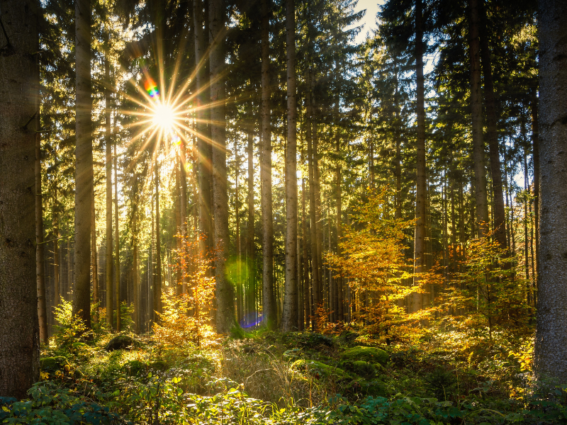 Il significato di sognare una foresta: conosci le tue preoccupazioni?