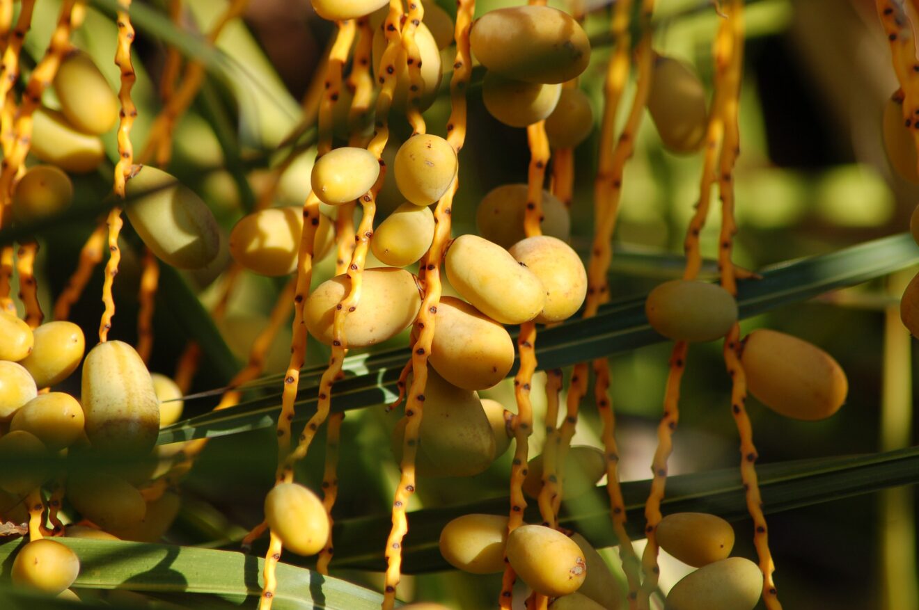 olio dattero