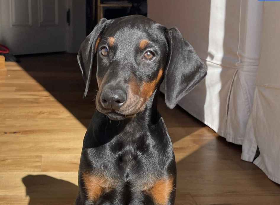 Chi è Porsha? Incontra il nuovo cane di Britney Spears