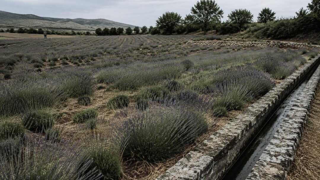 Come riconoscere e risolvere i problemi della lavanda nel tuo giardino