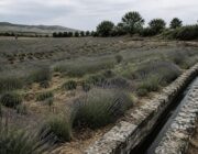 Come riconoscere e risolvere i problemi della lavanda nel tuo giardino