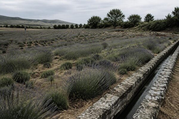 Come riconoscere e risolvere i problemi della lavanda nel tuo giardino