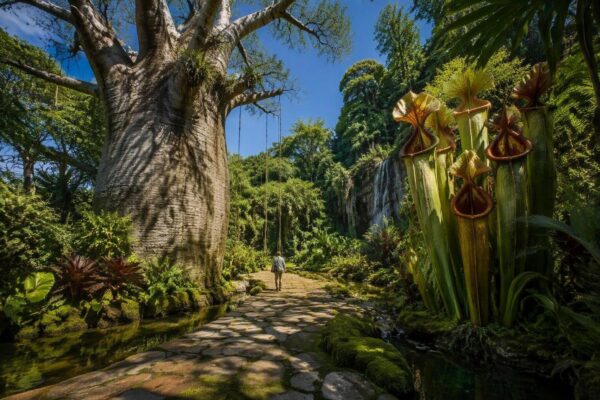 Esplorare il Giardino delle Meraviglie: piante straordinarie e lezioni di vita