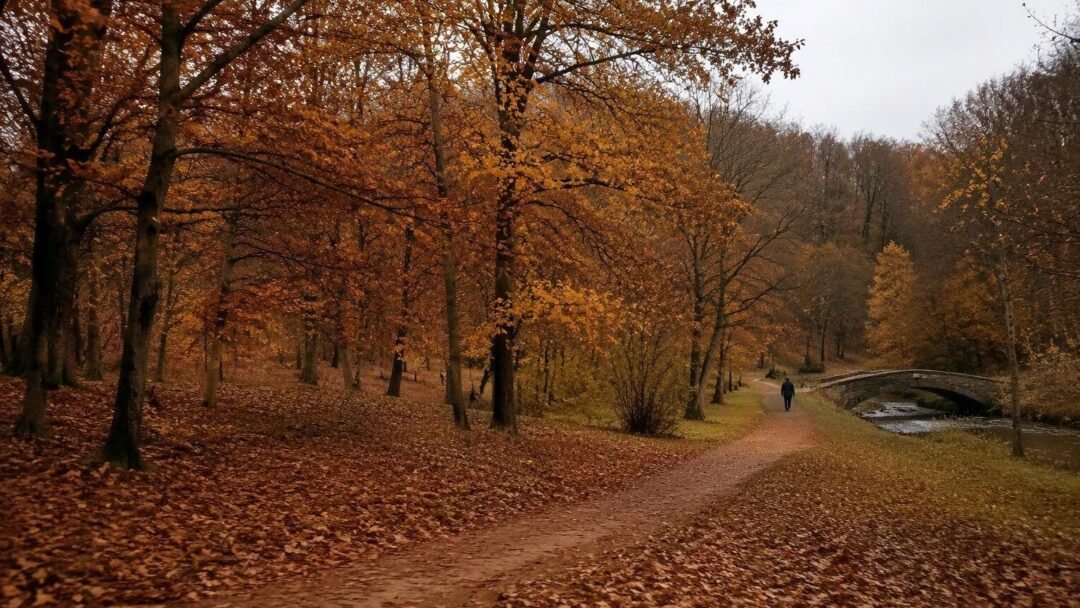 Scopri dove vedere i colori d’autunno nei parchi europei