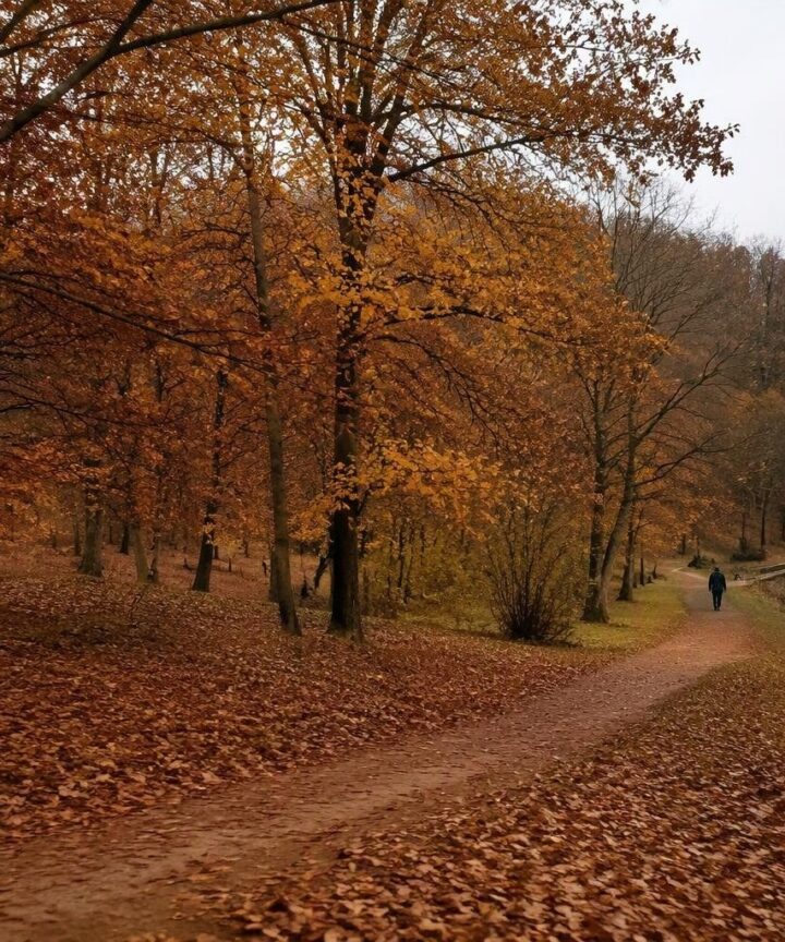 Scopri dove vedere i colori d’autunno nei parchi europei