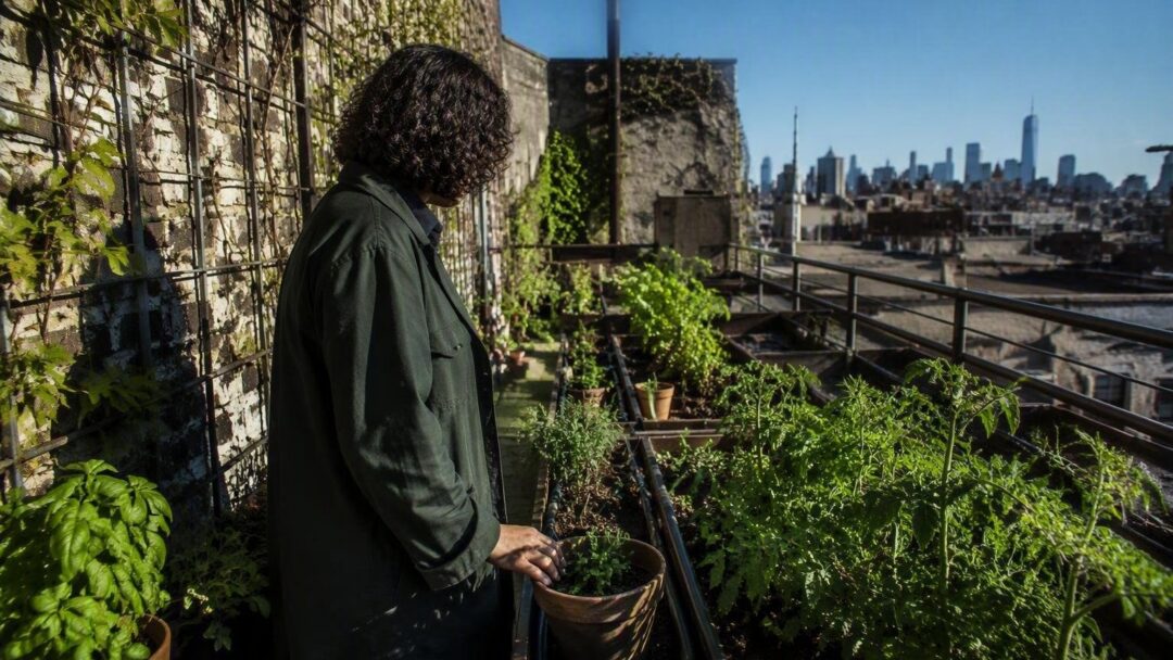 Cómo diseñar riegos eficientes y seleccionar variedades resilientes para huertos urbanos