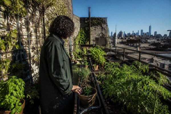 Cómo diseñar riegos eficientes y seleccionar variedades resilientes para huertos urbanos