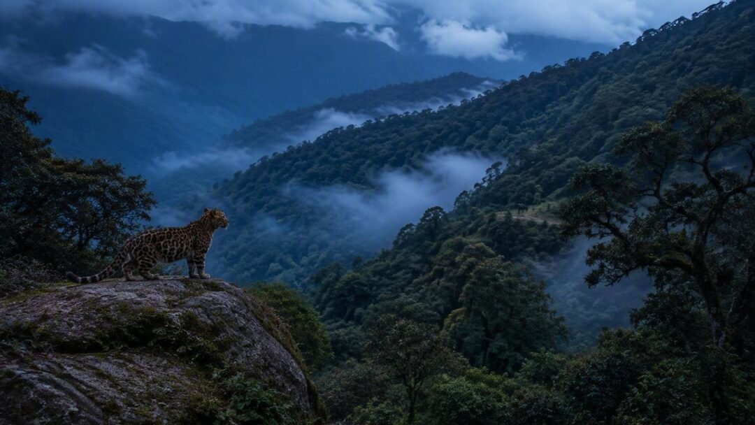 Leopardus tilcayo, la primera especie felina hallada en un siglo